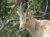 steinbock